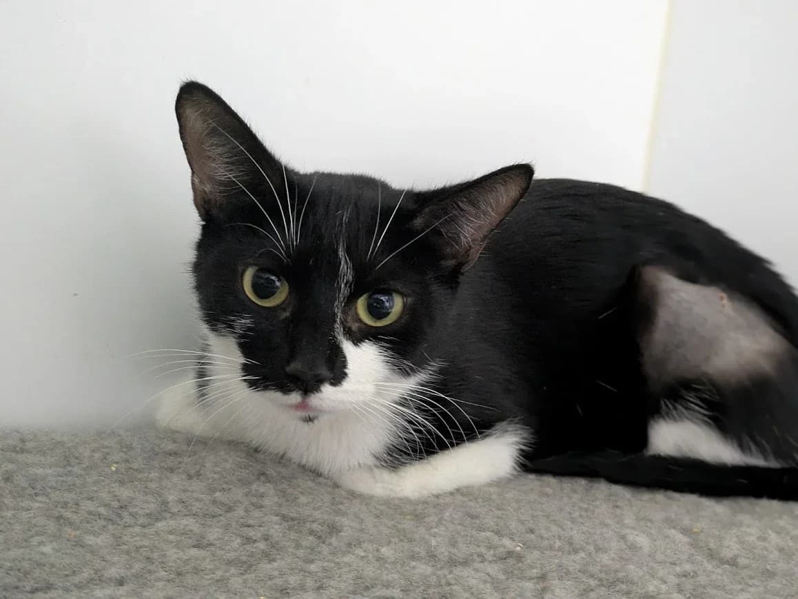 Tinsel and her kittens – Buddy, Elfie, Frost, Joy, and Jingle, female Mixed Breed for adoption at Celia Hammond Animal Trust