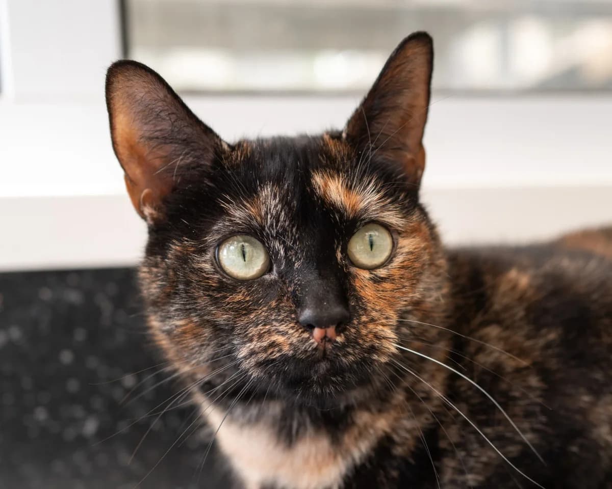 Truffles and Biscuit, Mixed Breed for adoption at Celia Hammond Animal Trust