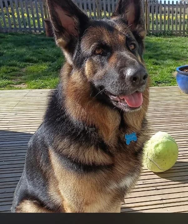 Atlas, male German Shepherd for adoption at CGSR — Caring for German Shepherd Rescue