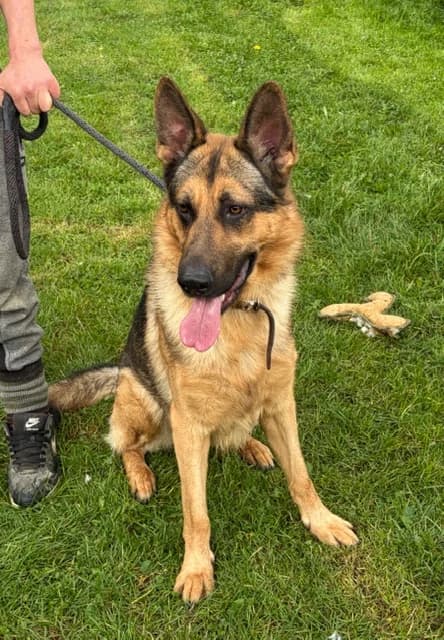 Bodie, male German Shepherd for adoption at CGSR — Caring for German Shepherd Rescue