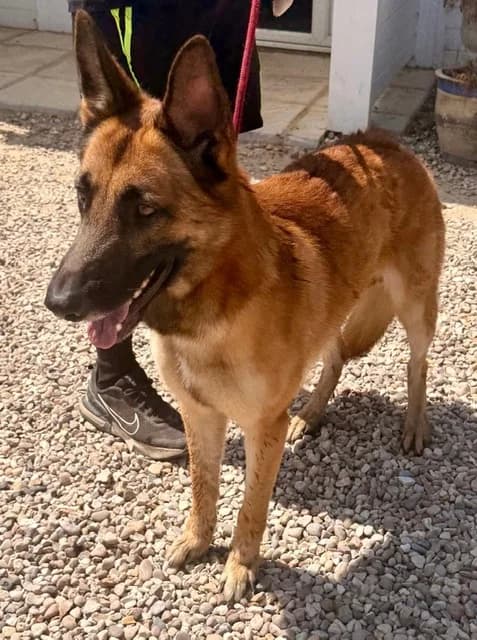 Justice, male young German Shepherd for adoption at CGSR โ Caring for German Shepherd Rescue