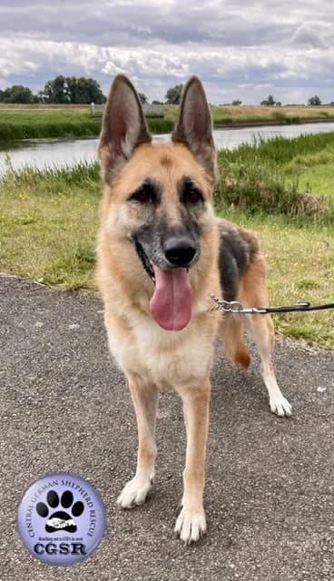 Lora, female German Shepherd for adoption at CGSR — Caring for German Shepherd Rescue