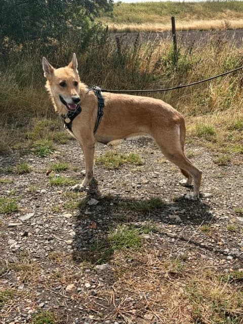 Lori, female German Shepherd for adoption at CGSR — Caring for German Shepherd Rescue