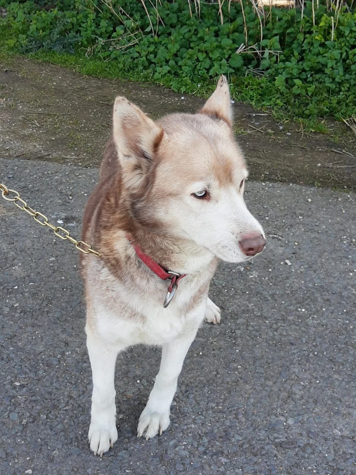 Sky, female 6yo German Shepherd for adoption at CGSR — Caring for German Shepherd Rescue