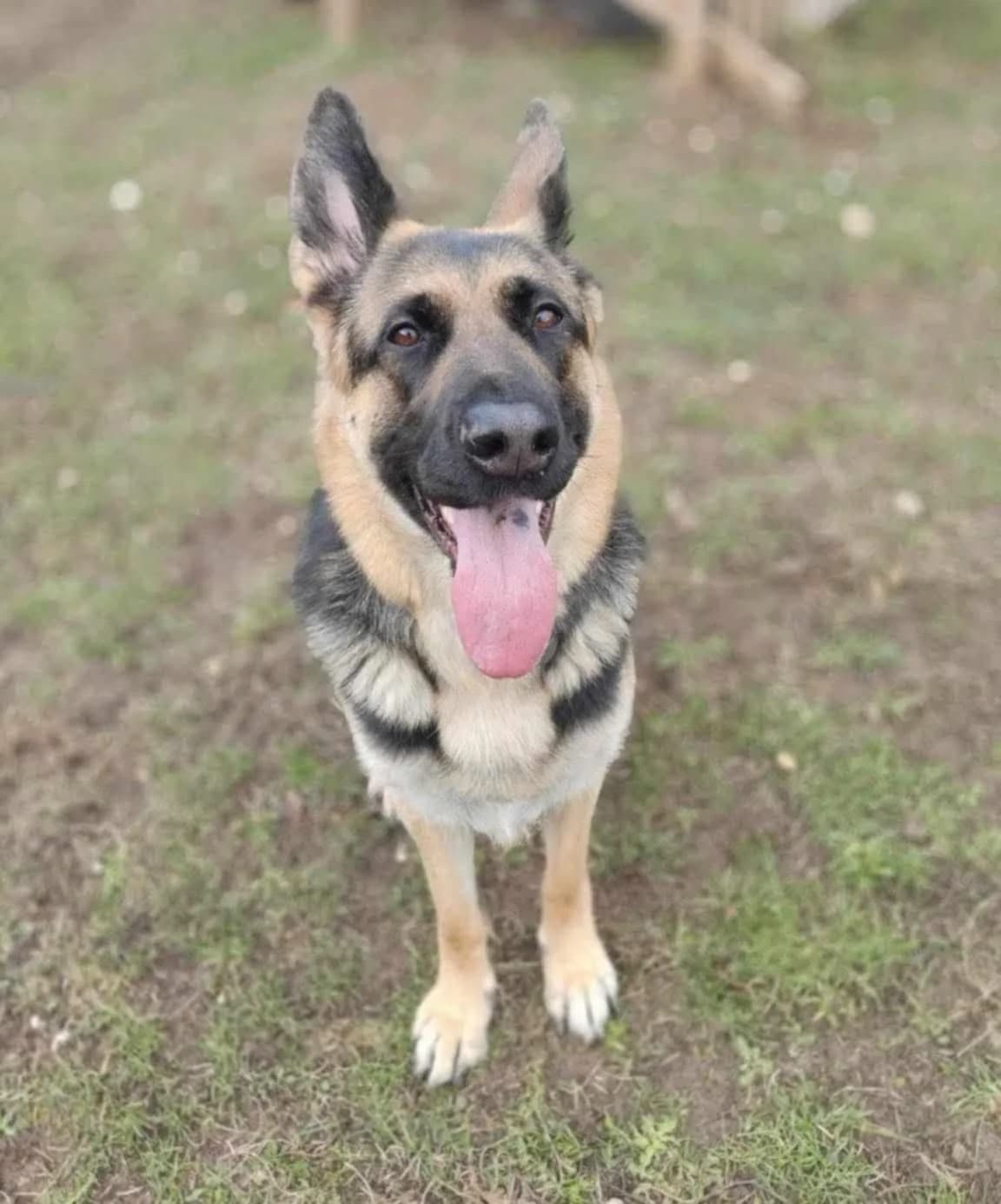 Wispa, female 3yo German Shepherd for adoption at CGSR — Caring for German Shepherd Rescue