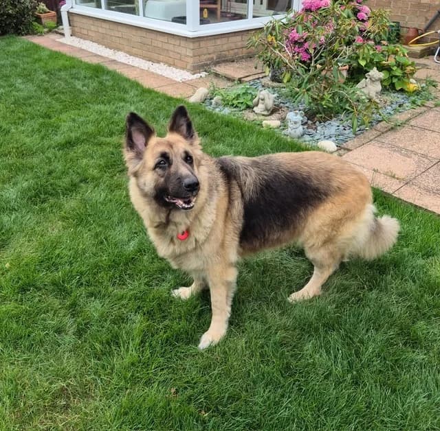 Xena, female 6yo German Shepherd for adoption at CGSR — Caring for German Shepherd Rescue