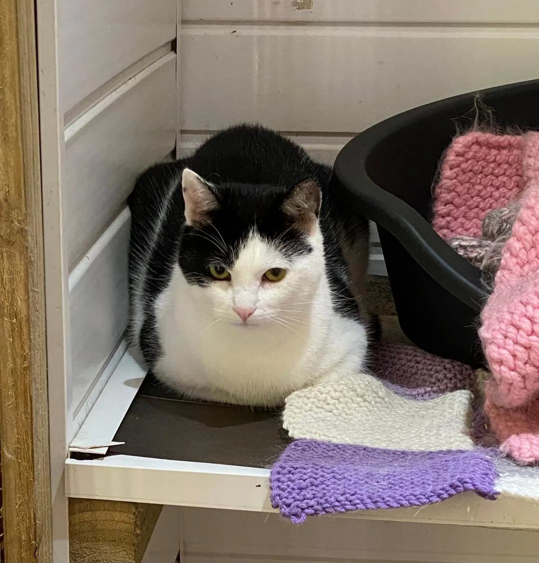 Bella, Black and White female young Mixed Breed for adoption at Cheadle & District Animal Welfare Society