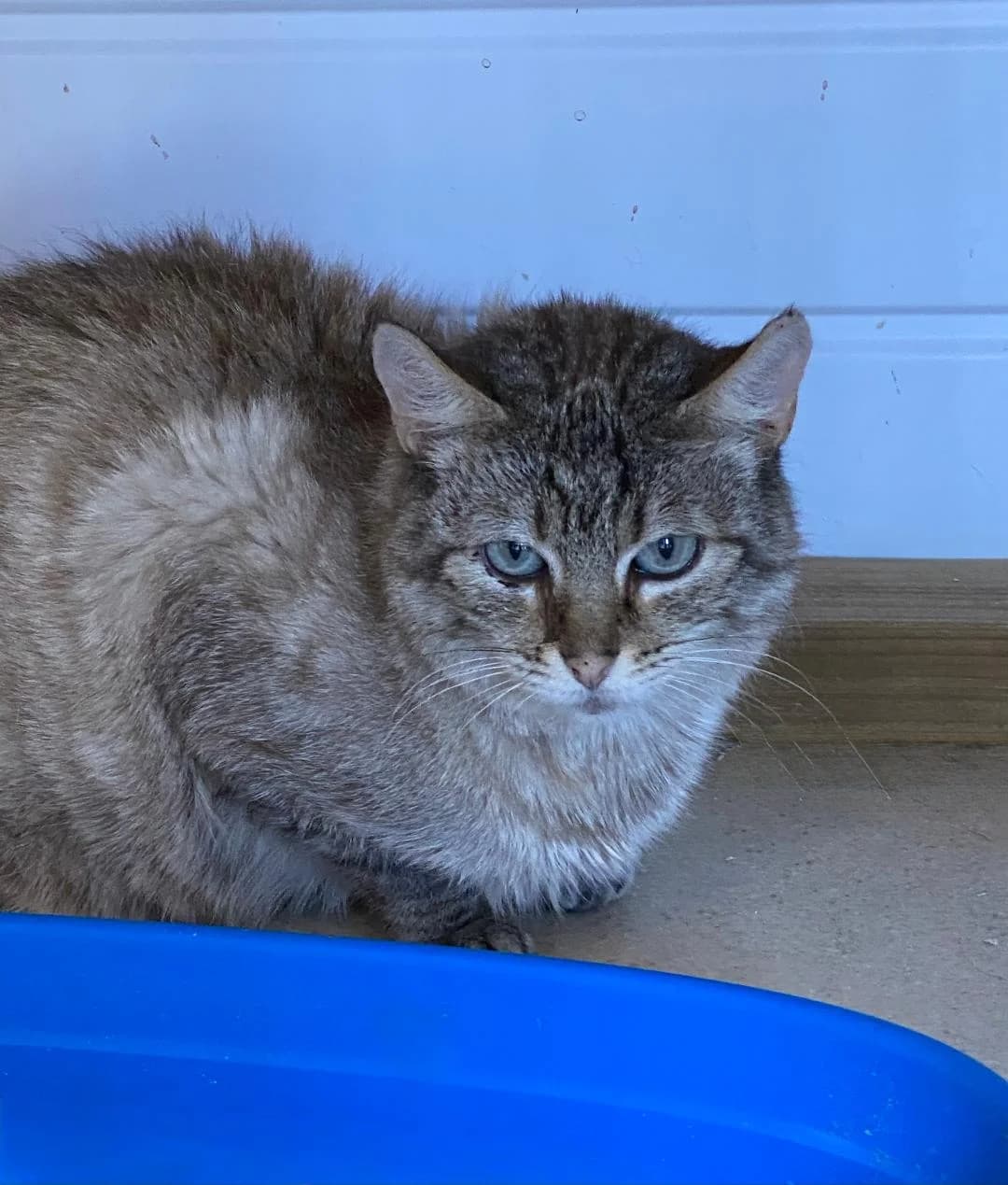 Beth, Pale brown Tabby female young Mixed Breed for adoption at Cheadle & District Animal Welfare Society