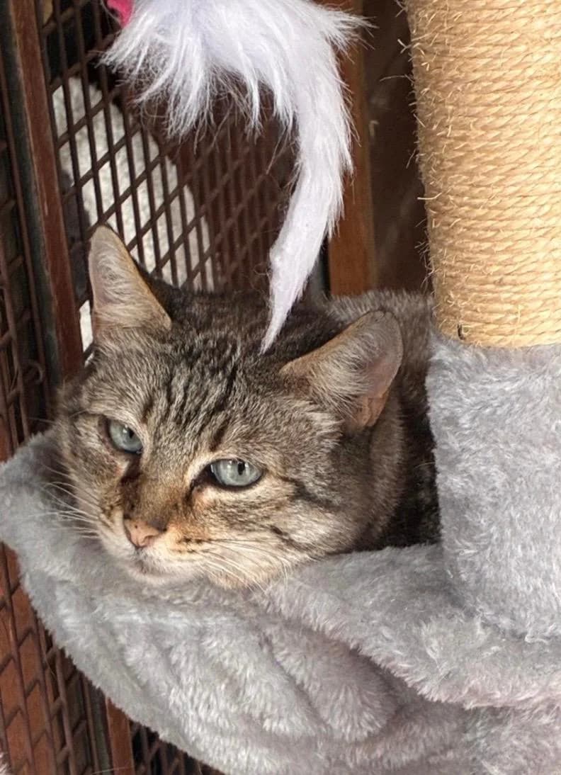 Beth, Pale Brown/Grey Tabby female young Mixed Breed for adoption at Cheadle & District Animal Welfare Society