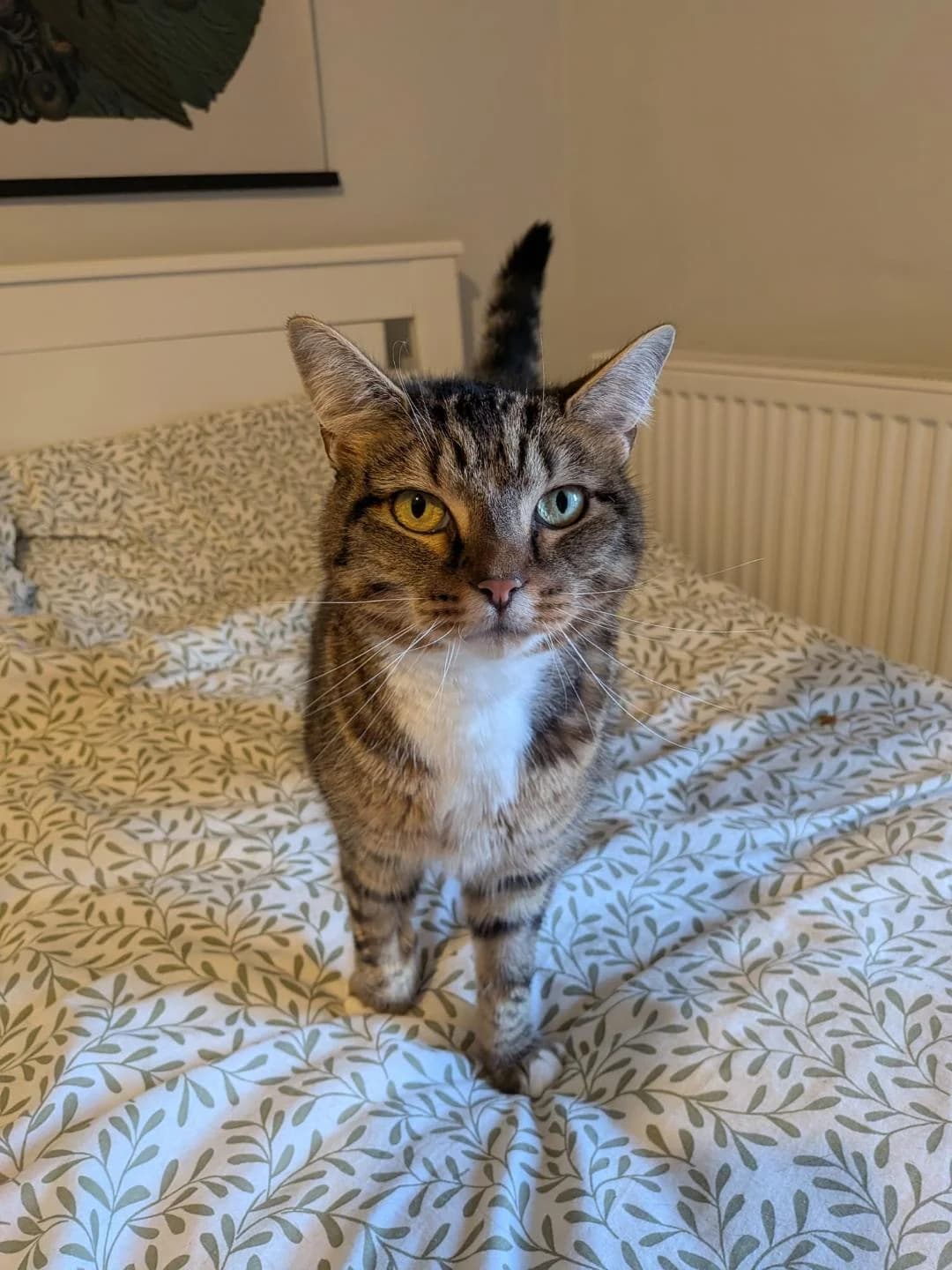 C-Fur, Tabby and white female 6yo Mixed Breed for adoption at Cheadle & District Animal Welfare Society
