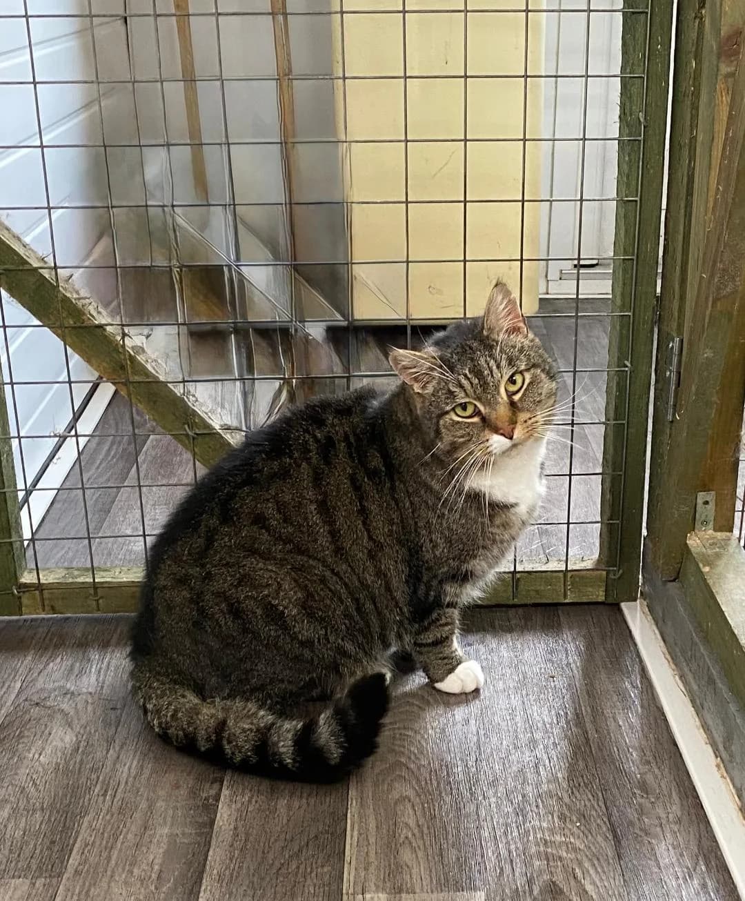 Carter, Tabby and White male 7yo Mixed Breed for adoption at Cheadle & District Animal Welfare Society