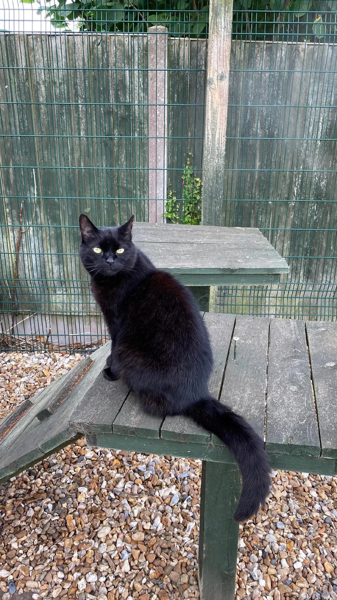 Donny, Black male senior Mixed Breed for adoption at Cheadle & District Animal Welfare Society