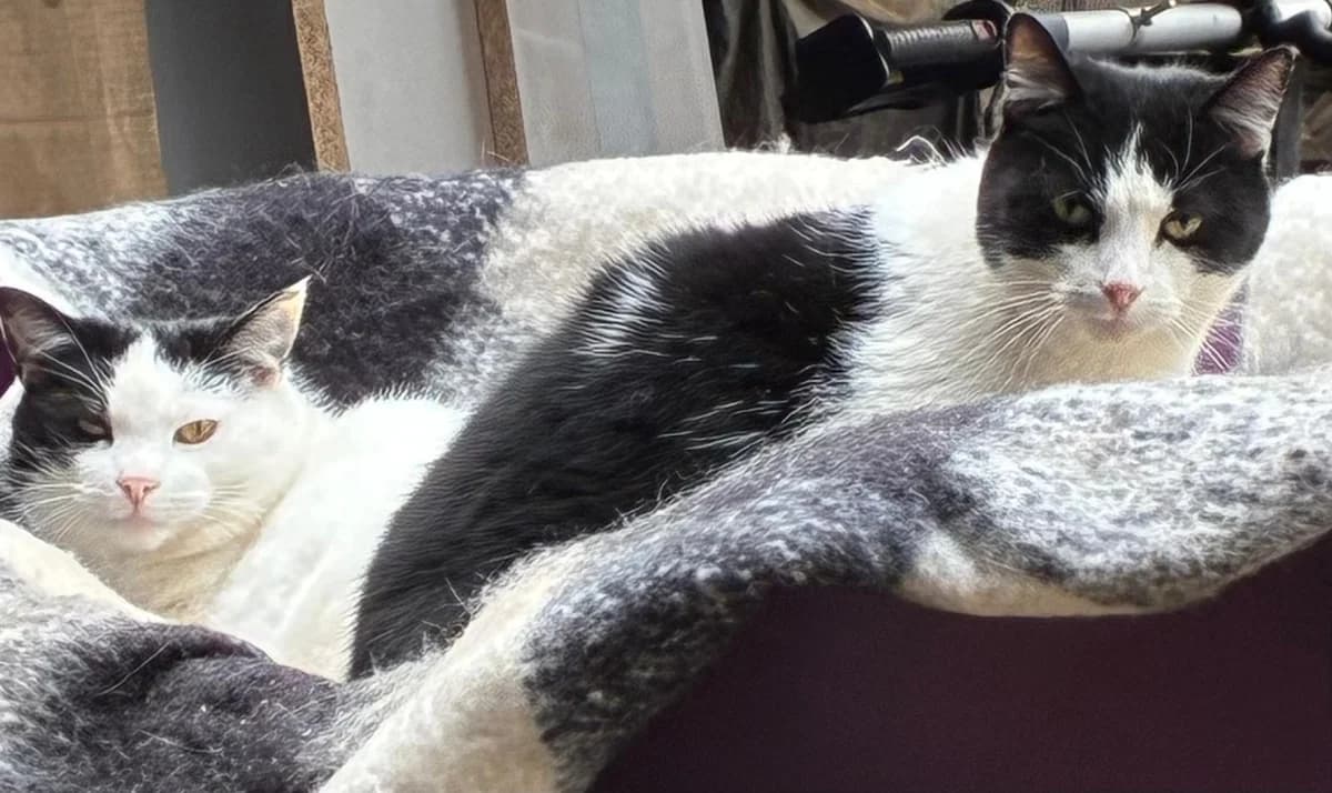 Duchess and Princess, White and Black / Black and White female senior Mixed Breed for adoption at Cheadle & District Animal Welfare Society
