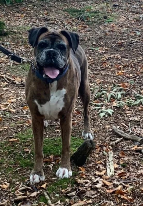 Ethel looking for a FOSTER home urgently, female senior Mixed Breed for adoption at Cheadle & District Animal Welfare Society