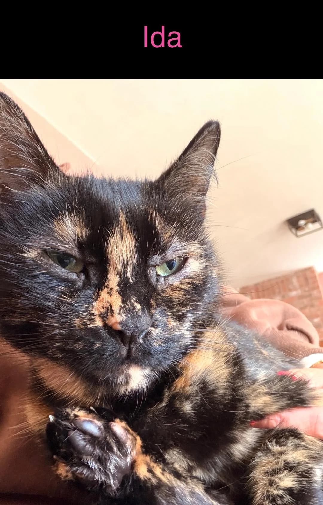 Ian and, Ian – Black and White, Ida – Dark Tortoiseshell male 4yo Mixed Breed for adoption at Cheadle & District Animal Welfare Society