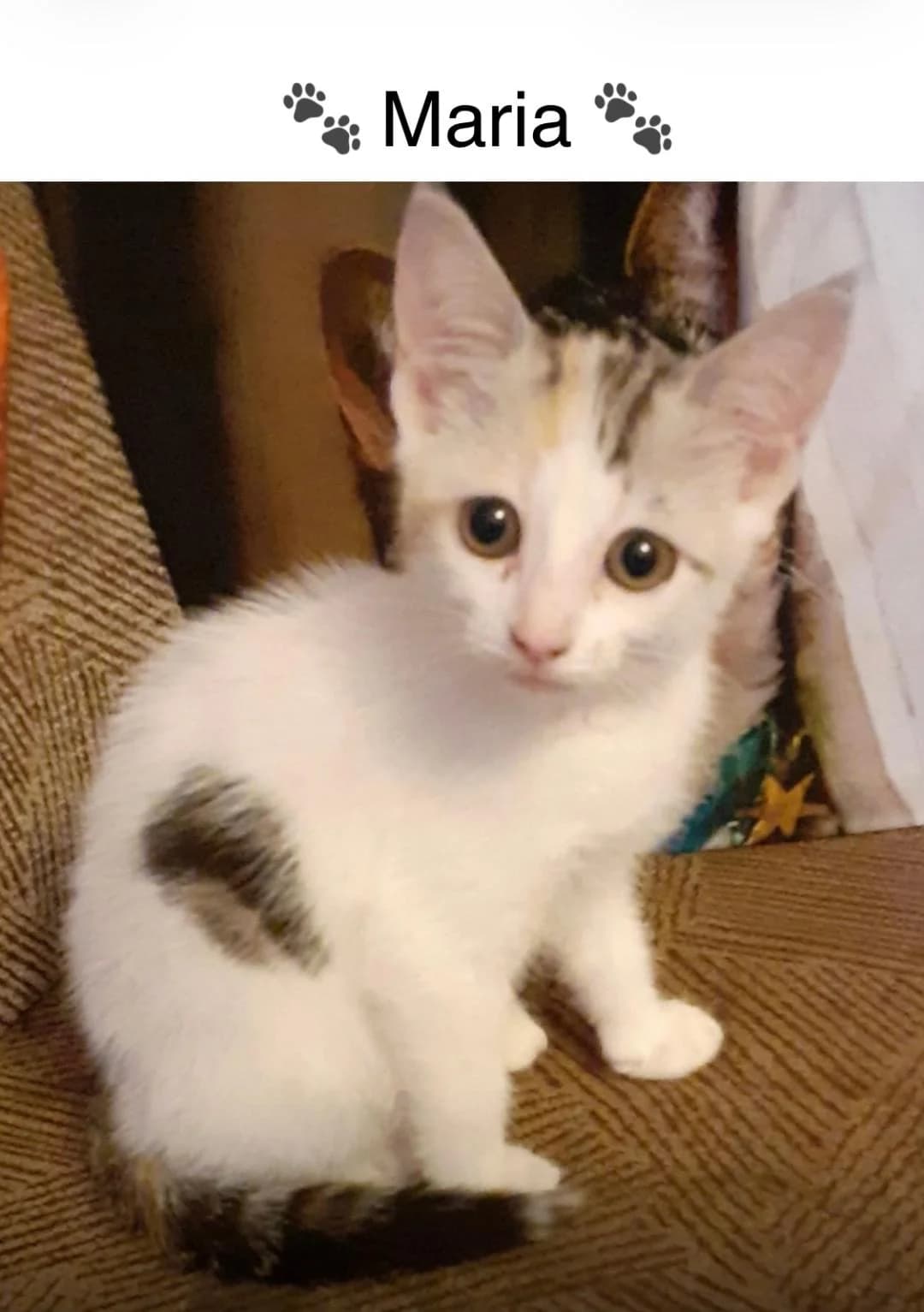 Kitten Maria, White with Tortoiseshell splashes female Mixed Breed for adoption at Cheadle & District Animal Welfare Society