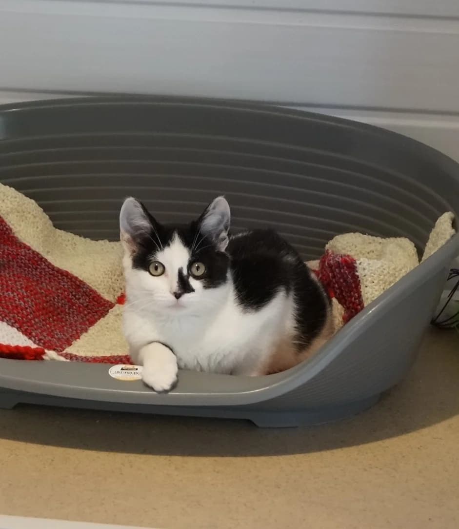 Rosie, Black and white male young Mixed Breed for adoption at Cheadle & District Animal Welfare Society