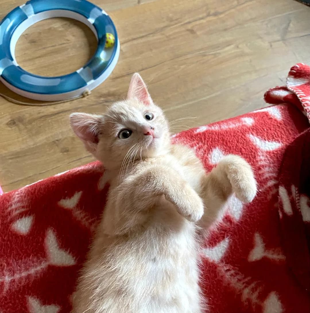 Kitten Primrose, Ginger female puppy Mixed Breed for adoption at Cheadle & District Animal Welfare Society