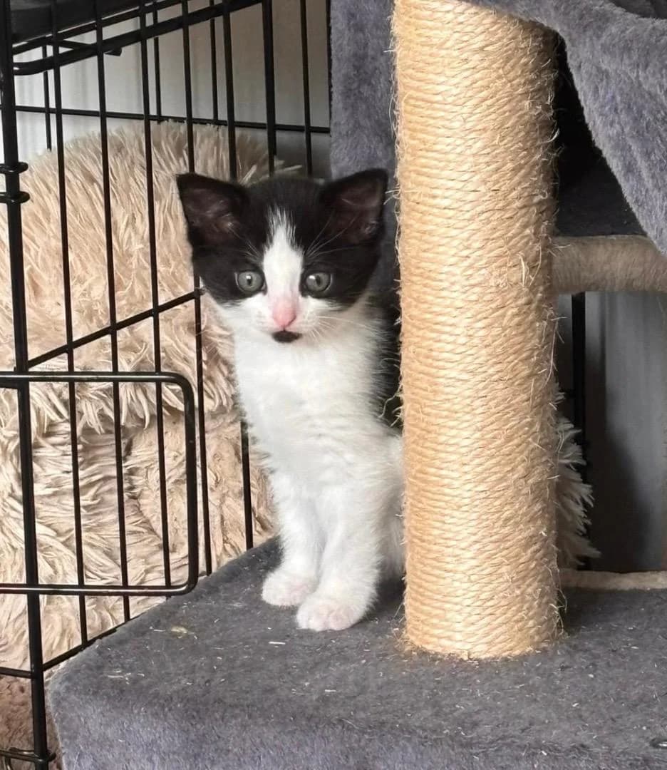 Kittens, Primmy, Rosie and Jim are Ginger, male puppy Mixed Breed for adoption at Cheadle & District Animal Welfare Society