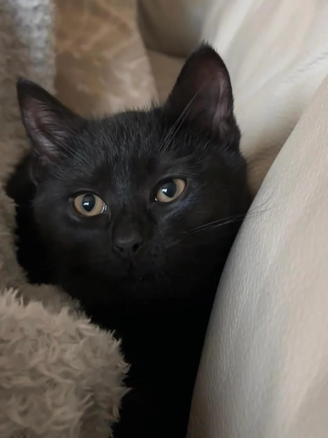 Kittens Jazz and Star, Black female puppy Mixed Breed for adoption at Cheadle & District Animal Welfare Society