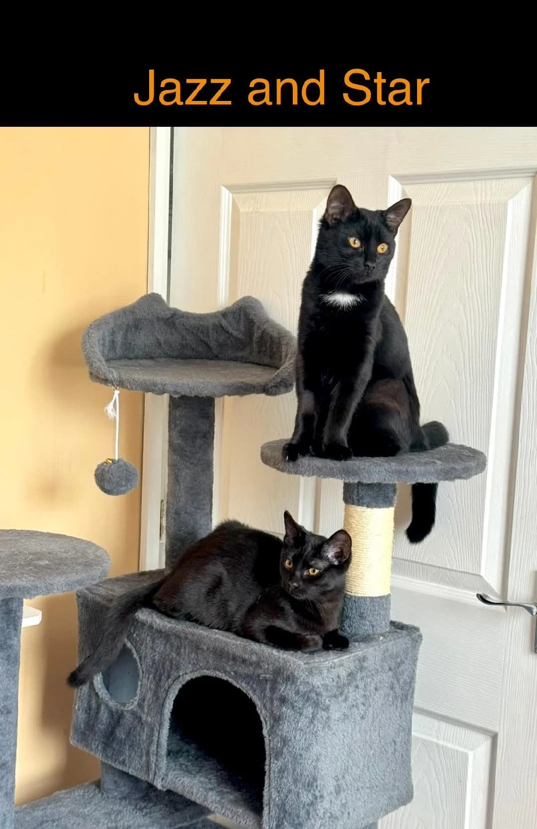 Kittens Jazz and Star, Black female puppy Mixed Breed for adoption at Cheadle & District Animal Welfare Society