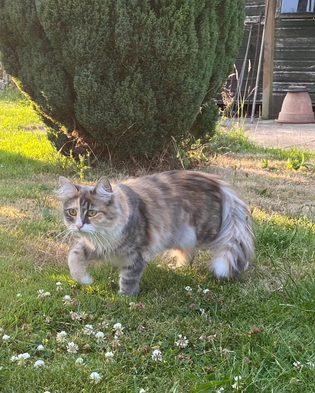 Lana, Tortoiseshell and white female young Mixed Breed for adoption at Cheadle & District Animal Welfare Society