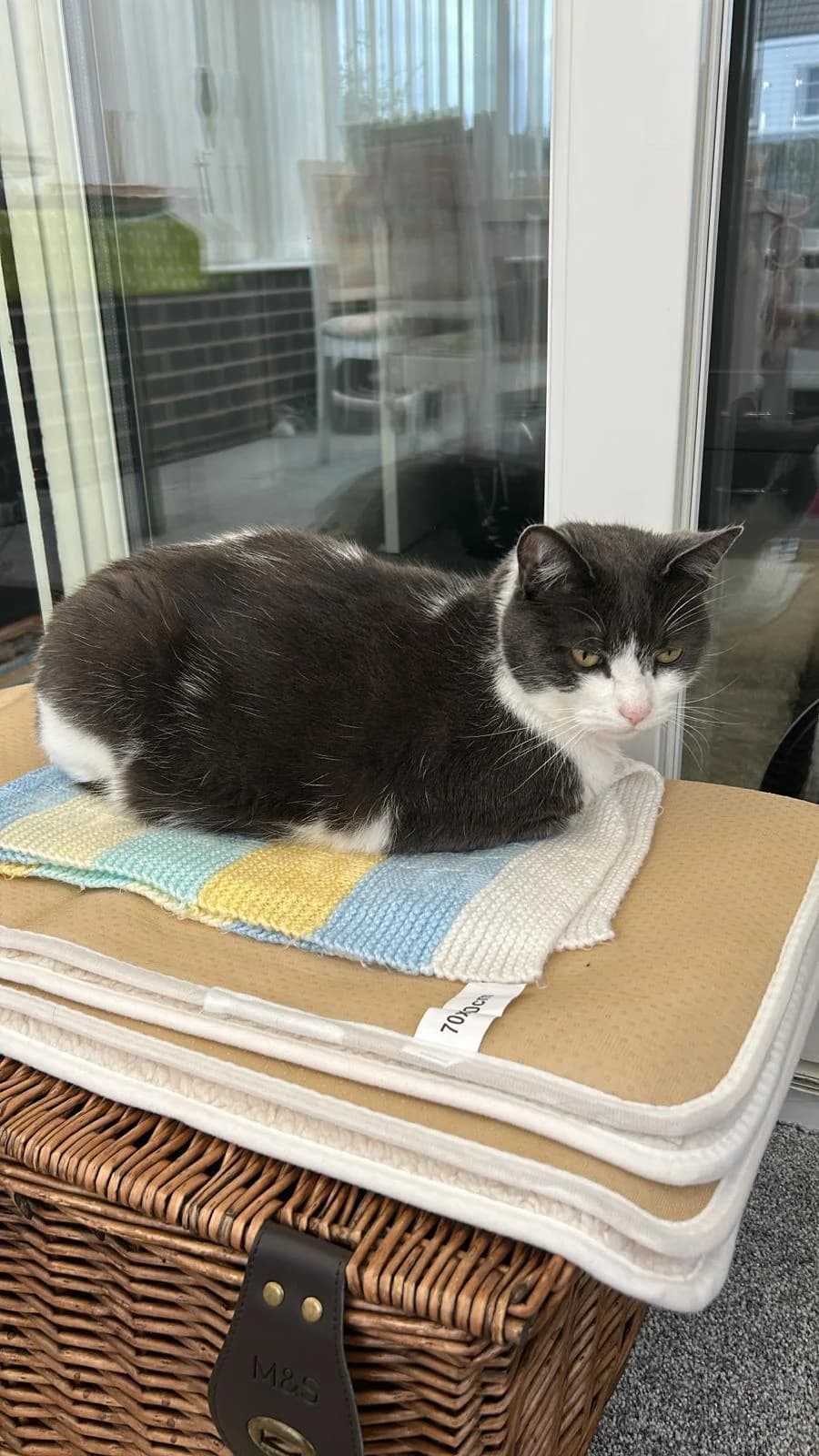 Luna, Grey and White female 5yo Mixed Breed for adoption at Cheadle & District Animal Welfare Society