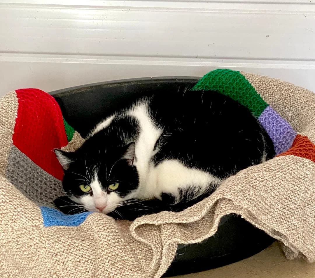 Marty, Black and white male 3yo Mixed Breed for adoption at Cheadle & District Animal Welfare Society