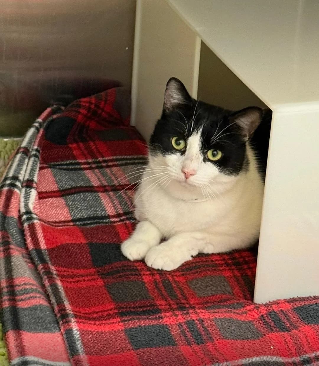 Marty, Black and white male 3yo Mixed Breed for adoption at Cheadle & District Animal Welfare Society