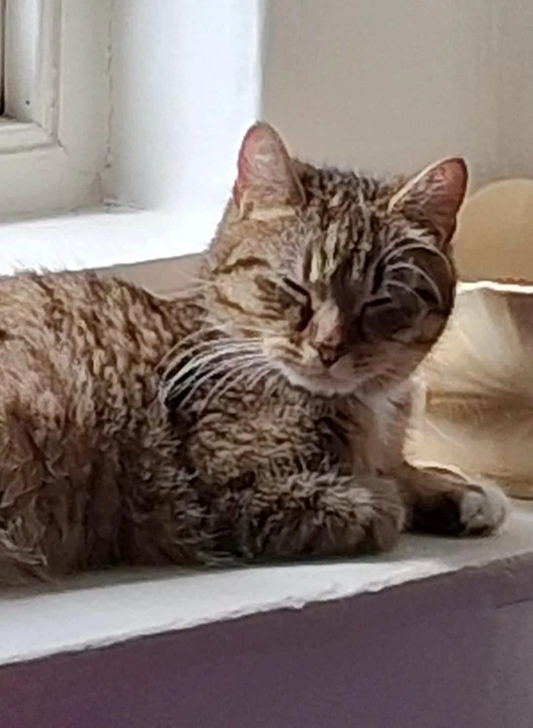 Mary, Brown Tabby female young Mixed Breed for adoption at Cheadle & District Animal Welfare Society