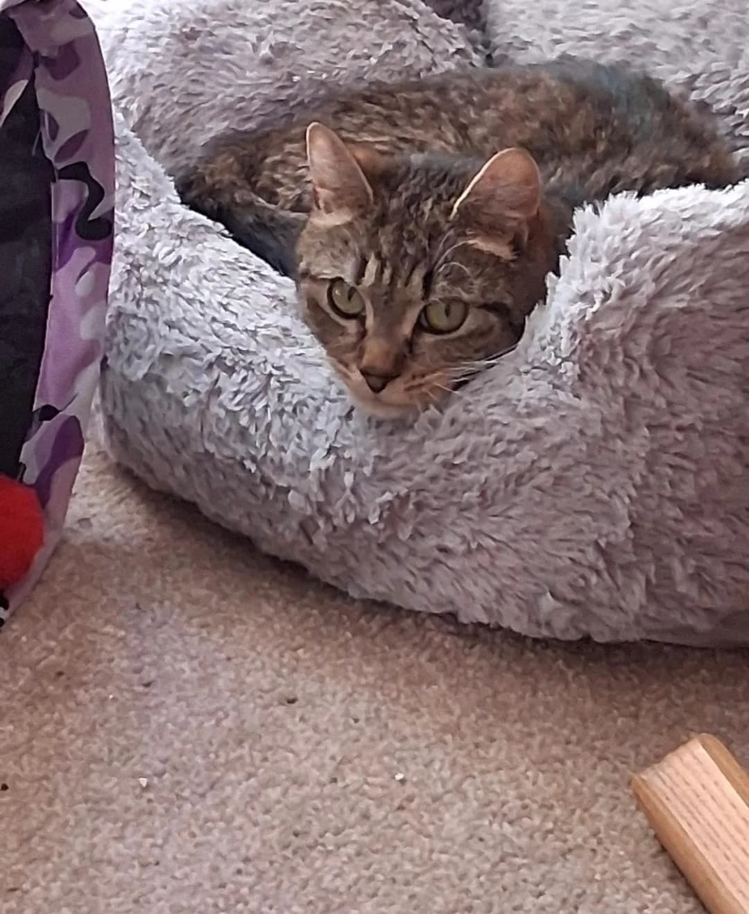 Mary, Brown tabby female young Mixed Breed for adoption at Cheadle & District Animal Welfare Society