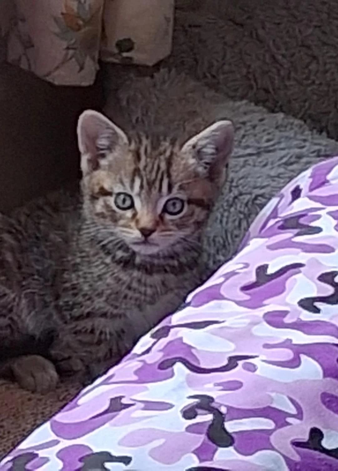 Mary's Kittens, Moses – Brown tabby, Jacob and Delilah- Black and male puppy Mixed Breed for adoption at Cheadle & District Animal Welfare Society