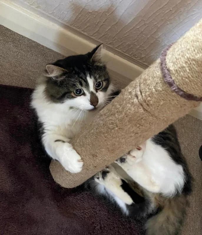 Matty, Tabby male 4yo Mixed Breed for adoption at Cheadle & District Animal Welfare Society