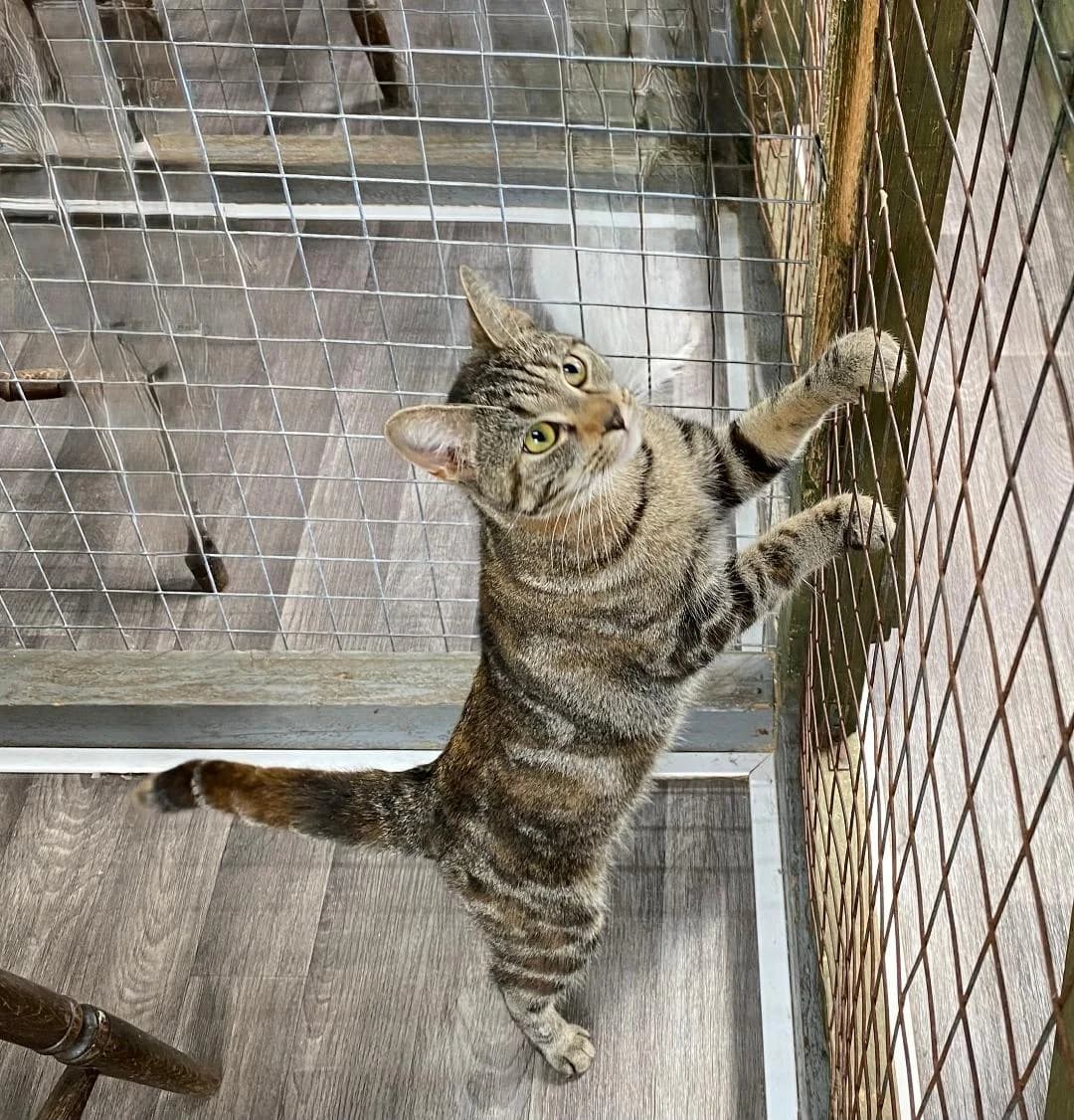 Mia, Tabby female young Mixed Breed for adoption at Cheadle & District Animal Welfare Society