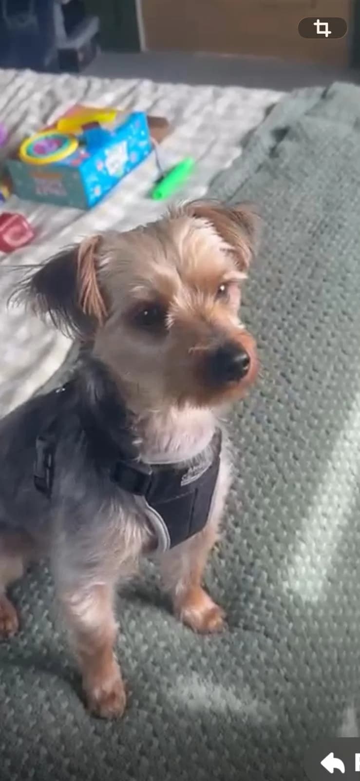 Monty, male puppy Mixed Breed for adoption at Cheadle & District Animal Welfare Society