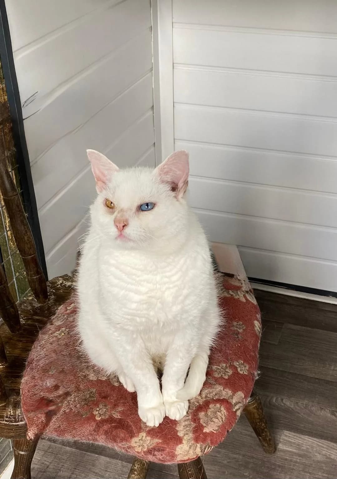 Oddy, White male senior Mixed Breed for adoption at Cheadle & District Animal Welfare Society