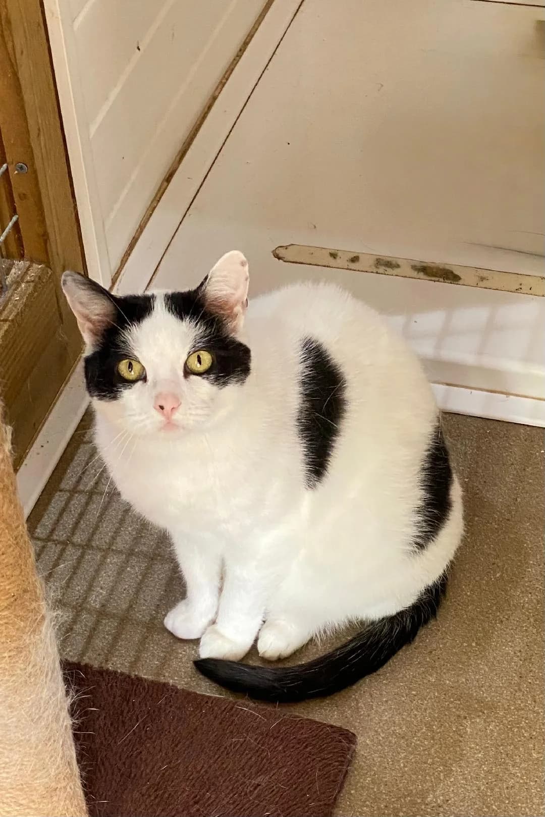 Panda, White and Black female 7yo Mixed Breed for adoption at Cheadle & District Animal Welfare Society