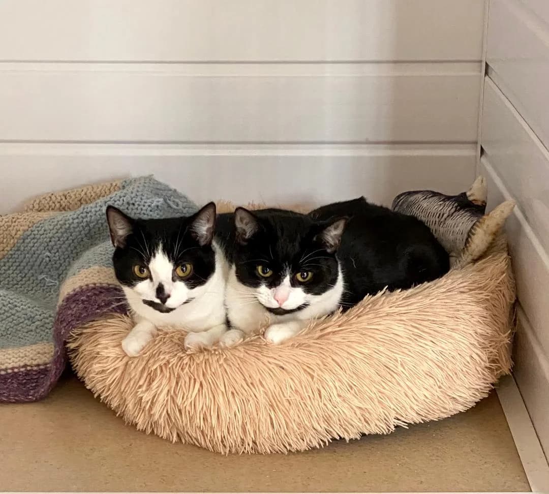 Pearl and Dolly, Black and White female young Mixed Breed for adoption at Cheadle & District Animal Welfare Society