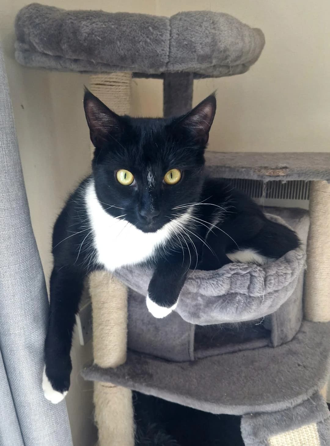 Percy and Marvin, Marvin – Black and White, Percy – ginger and white male 4yo Mixed Breed for adoption at Cheadle & District Animal Welfare Society