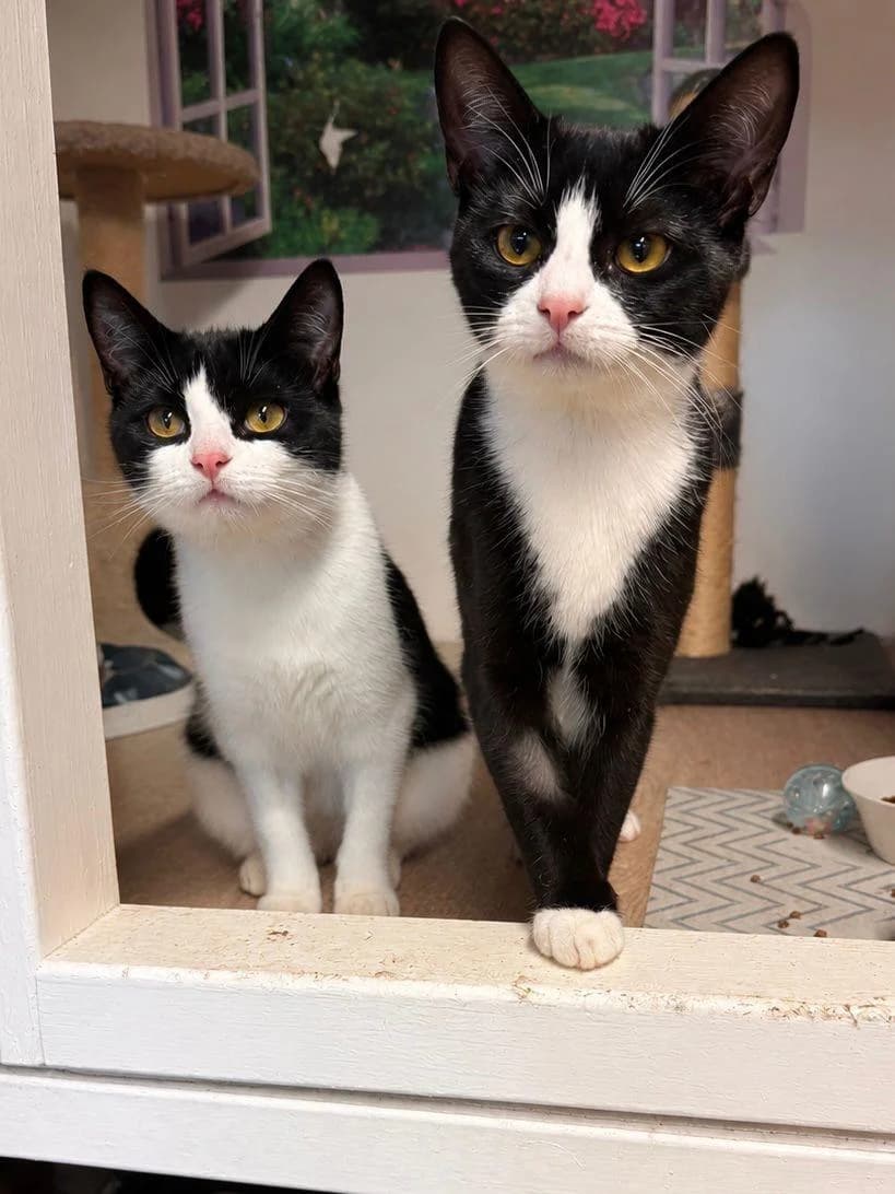 Raven and Phoenix, Black and White female puppy Mixed Breed for adoption at Cheadle & District Animal Welfare Society