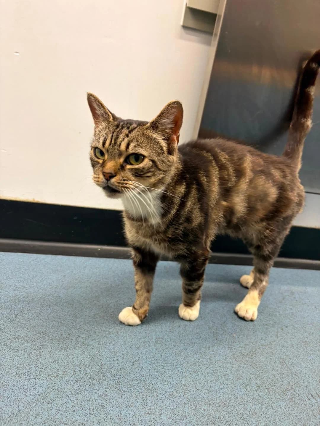 Roo, Tabby female 6yo Mixed Breed for adoption at Cheadle & District Animal Welfare Society