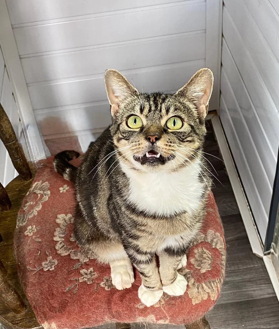 Roo, Tabby female 6yo Mixed Breed for adoption at Cheadle & District Animal Welfare Society