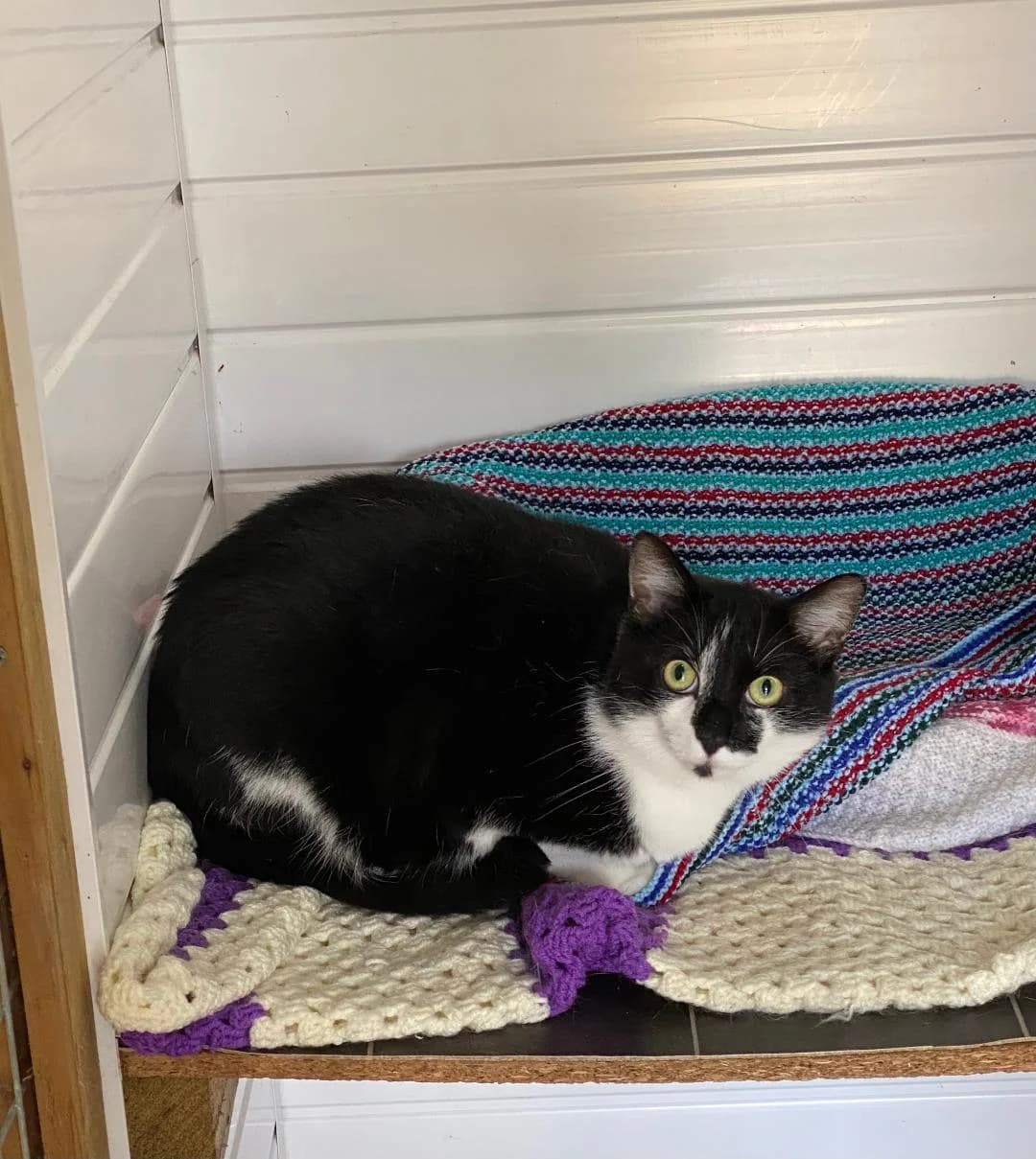 Rupert, White and black male young Mixed Breed for adoption at Cheadle & District Animal Welfare Society