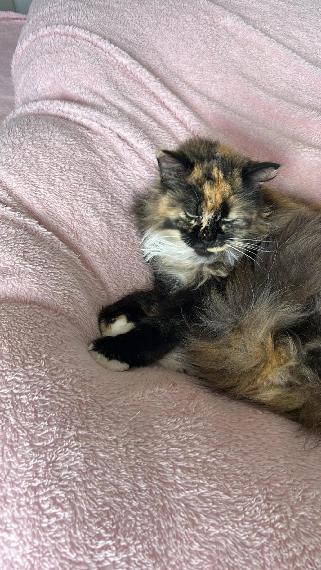 Sassy, Tortoiseshell Long haired female senior Mixed Breed for adoption at Cheadle & District Animal Welfare Society