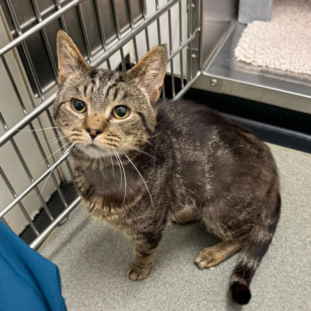 Slinky, Tabby male senior Mixed Breed for adoption at Cheadle & District Animal Welfare Society