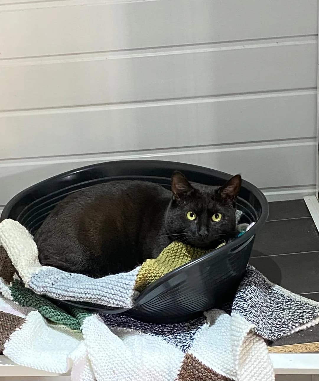 Sonny, Black male young Mixed Breed for adoption at Cheadle & District Animal Welfare Society