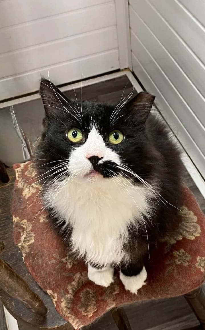 Sooty, Black and White male 6yo Mixed Breed for adoption at Cheadle & District Animal Welfare Society