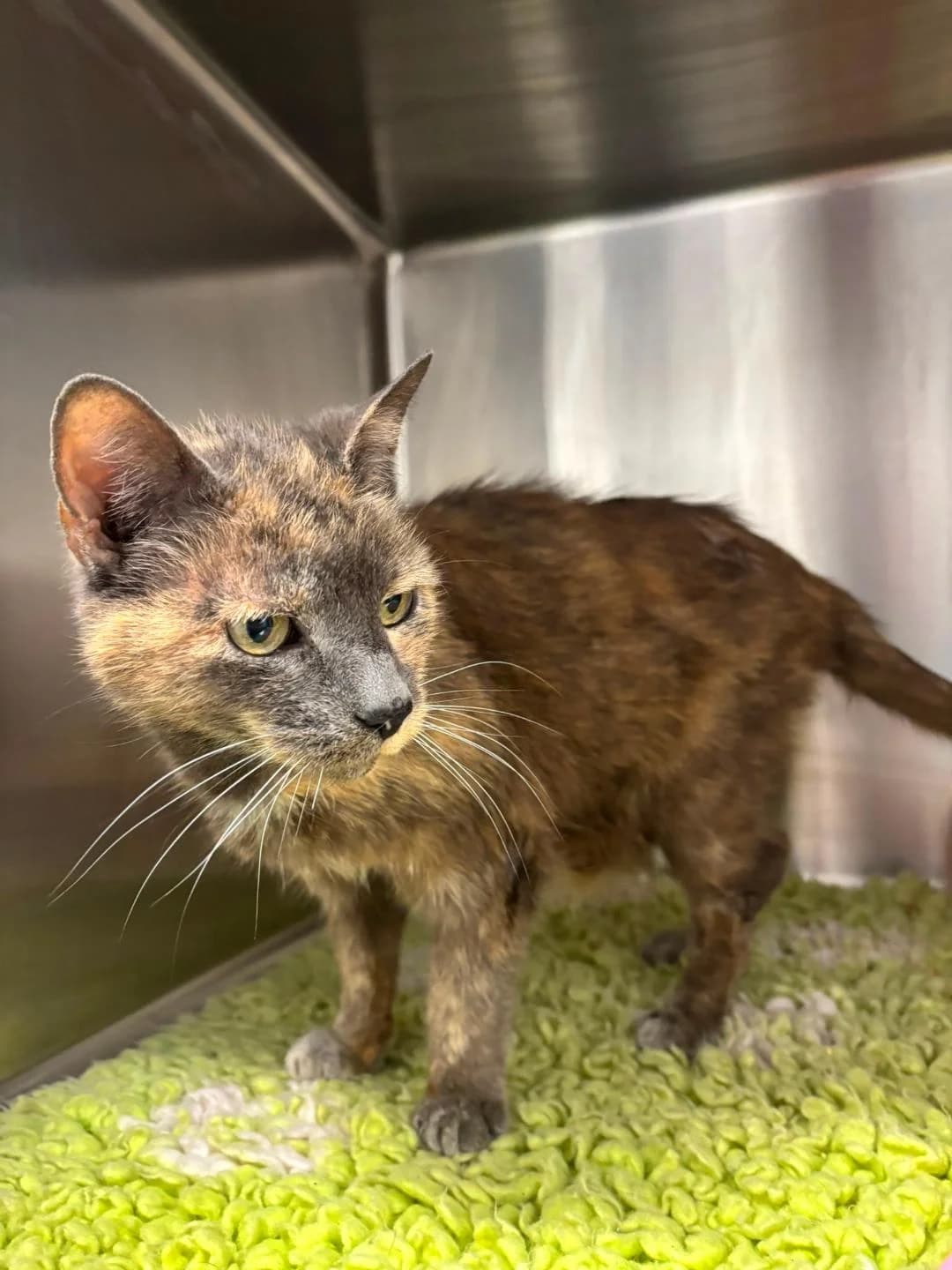 Trixie, Dark tortoiseshell female senior Mixed Breed for adoption at Cheadle & District Animal Welfare Society