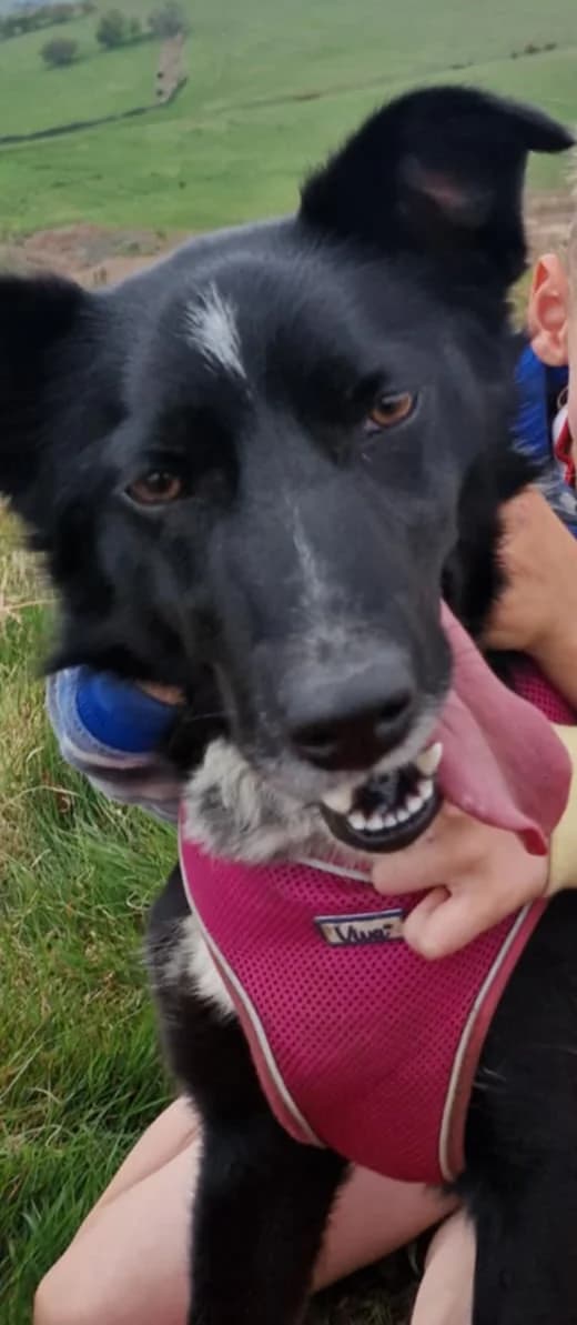 Varla, female 4yo Mixed Breed for adoption at Cheadle & District Animal Welfare Society