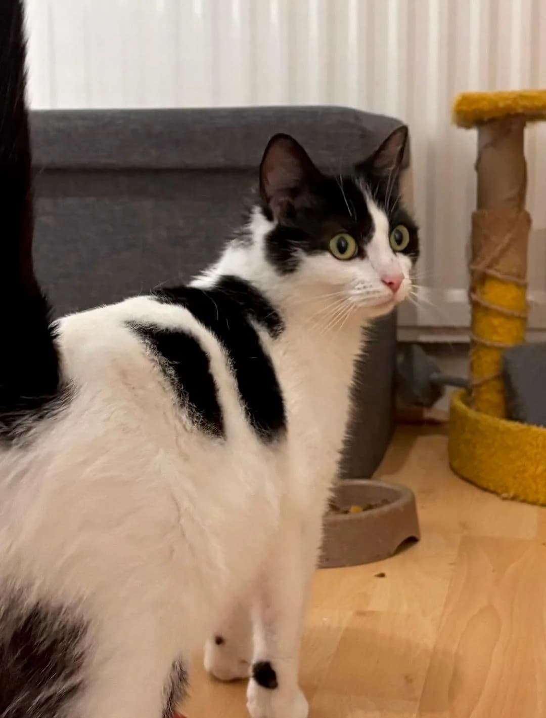 Wendy, Black and White female young Mixed Breed for adoption at Cheadle & District Animal Welfare Society